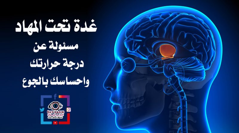 hypothalamus