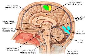 hypothalamus