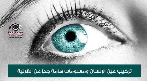 cornea and contact lenses